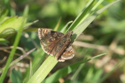 <i>Erynnis tages</i>