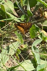 <i>Euphydryas aurinia</i>