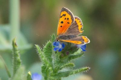 <i>Lycaena phlaeas</i>