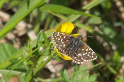 <i>Pyrgus malvae</i>