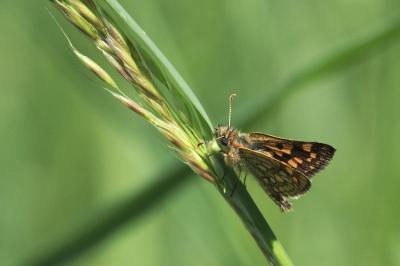 <i>Carterocephalus palaemon</i>