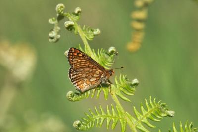 <i>Euphydryas aurinia</i>