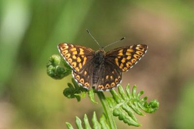 <i>Hamearis lucina</i>