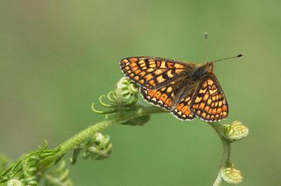 <i>Euphydryas aurinia</i>