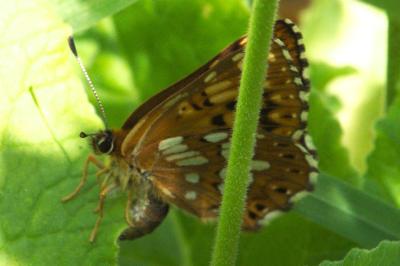 <i>Hamearis lucina</i>