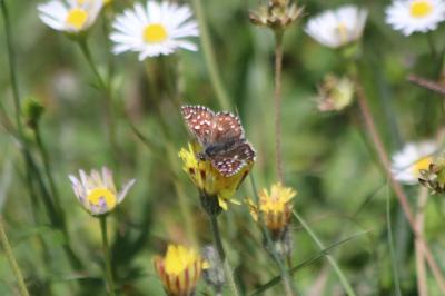 <i>Pyrgus malvae</i>