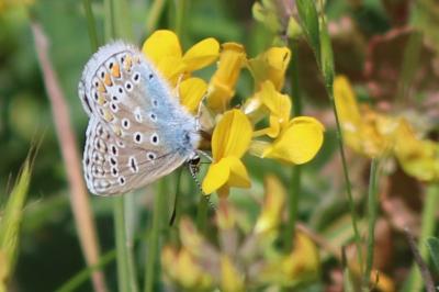 <i>Polyommatus icarus</i>