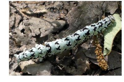 <i>Catocala promissa</i>