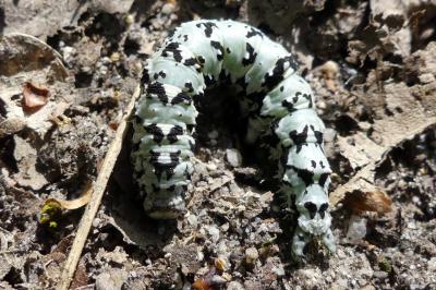 <i>Catocala promissa</i>