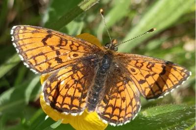 <i>Melitaea parthenoides</i>