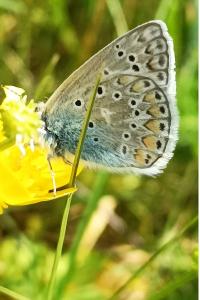 <i>Polyommatus icarus</i>