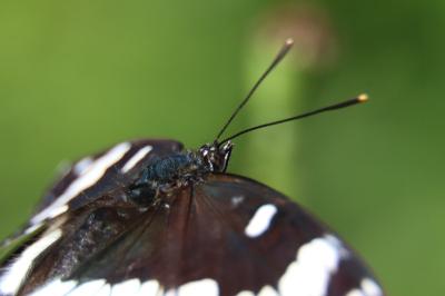 <i>Limenitis reducta</i>