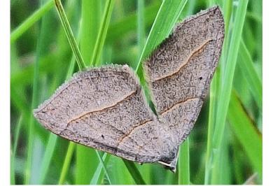 <i>Scotopteryx luridata</i>