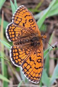 <i>Melitaea parthenoides</i>