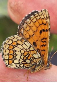 <i>Melitaea parthenoides</i>