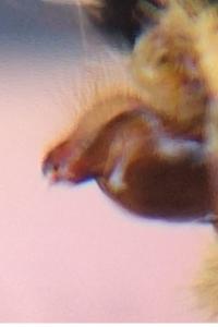 <i>Melitaea parthenoides</i>