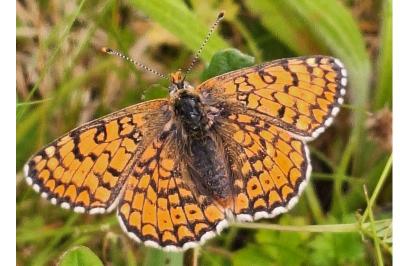 <i>Melitaea cinxia</i>