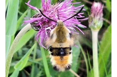 <i>Hemaris tityus</i>