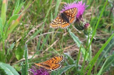 <i>Euphydryas aurinia</i>