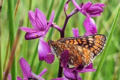 <i>Euphydryas aurinia</i>