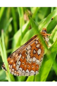 <i>Euphydryas aurinia</i>