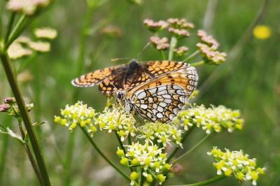 <i>Melitaea athalia</i>