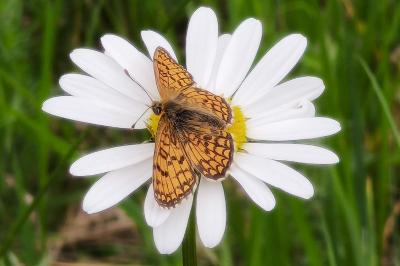<i>Melitaea parthenoides</i>