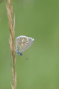 <i>Lysandra bellargus</i>