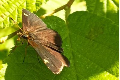 <i>Heteropterus morpheus</i>