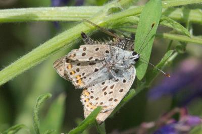 <i>Lycaena tityrus</i>