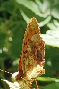 <i>Brenthis daphne</i>