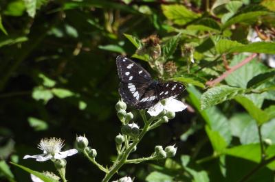 <i>Limenitis reducta</i>