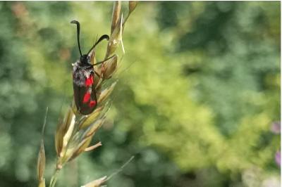 <i>Zygaena sarpedon</i>