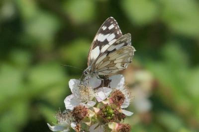 <i>Melanargia galathea</i>