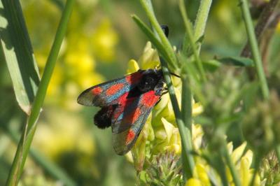 <i>Zygaena sarpedon</i>