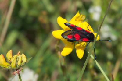 <i>Zygaena trifolii</i>