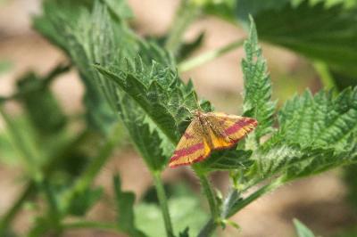 <i>Lythria cruentaria</i>