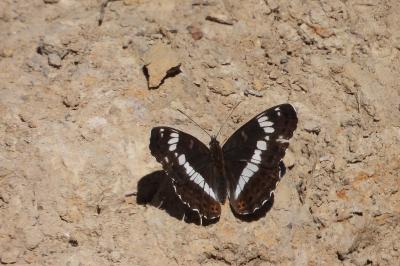 <i>Limenitis camilla</i>