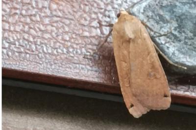 <i>Noctua pronuba</i>