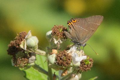 <i>Satyrium w-album</i>