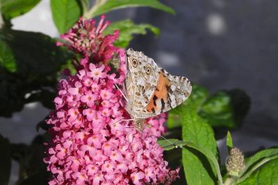 <i>Vanessa cardui</i>