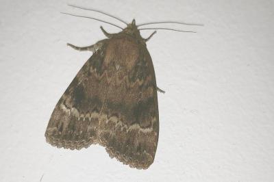 <i>Amphipyra pyramidea</i>