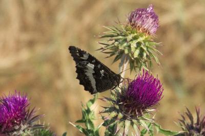 <i>Brintesia circe</i>