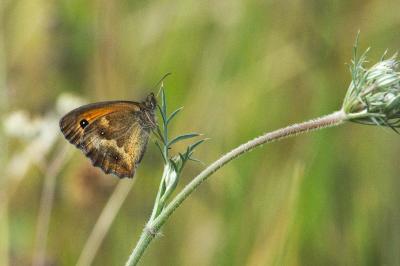 <i>Pyronia tithonus</i>