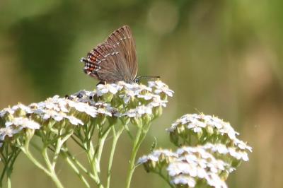 <i>Satyrium ilicis</i>