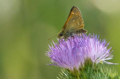 <i>Ochlodes sylvanus</i>