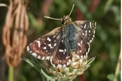 <i>Spialia sertorius</i>
