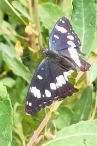 <i>Limenitis reducta</i>