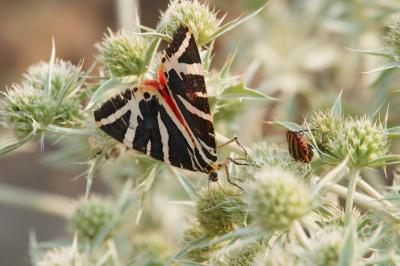 <i>Euplagia quadripunctaria</i>
