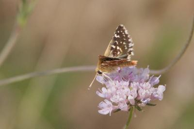 <i>Spialia sertorius</i>